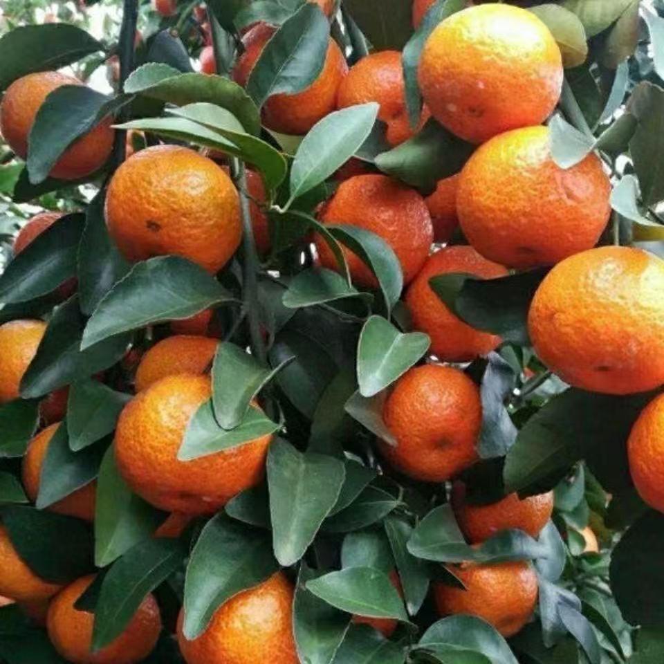 广西砂糖橘一件代发、代购