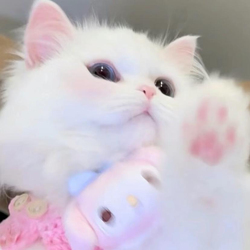 小咩咩^