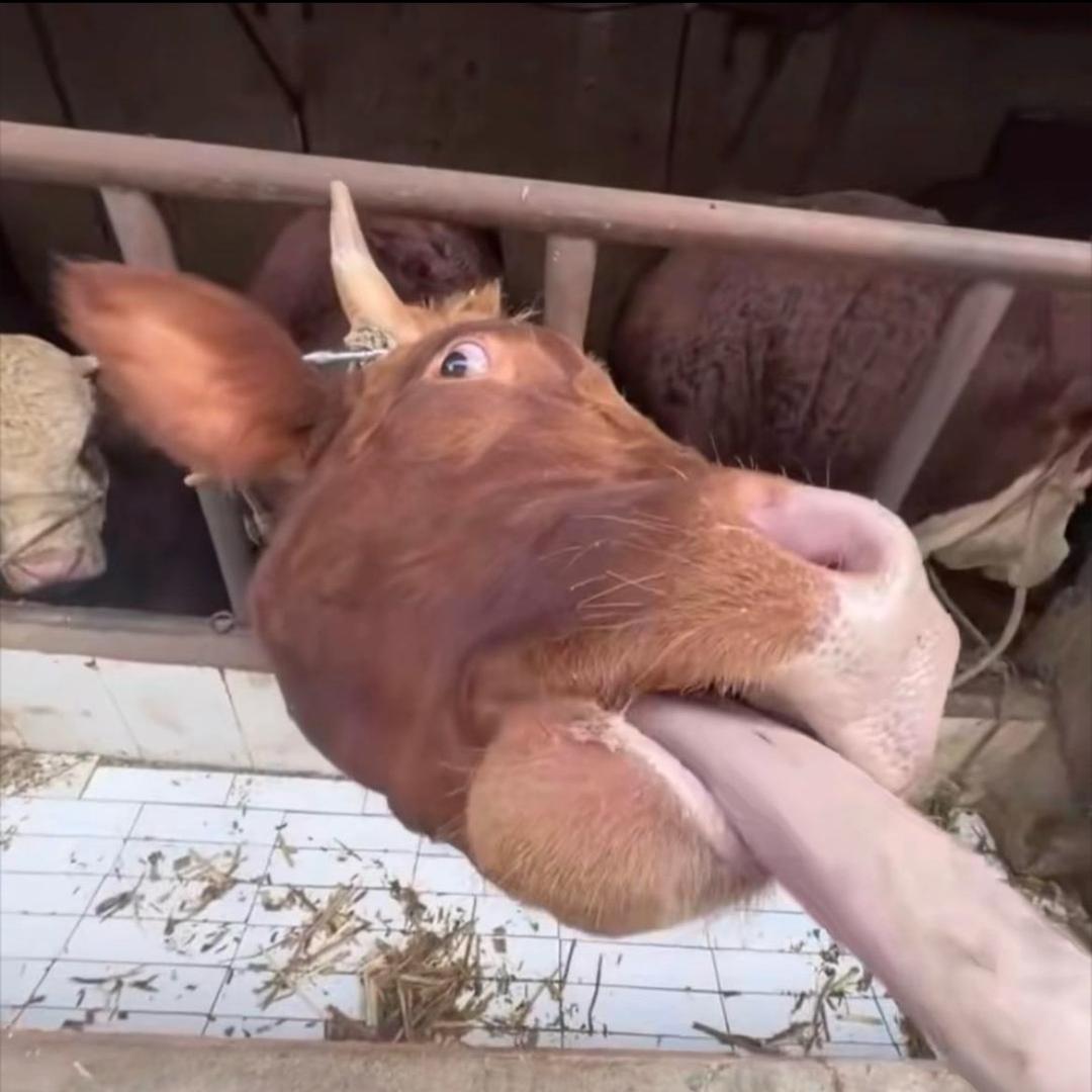 帅爆的章鱼小丸子