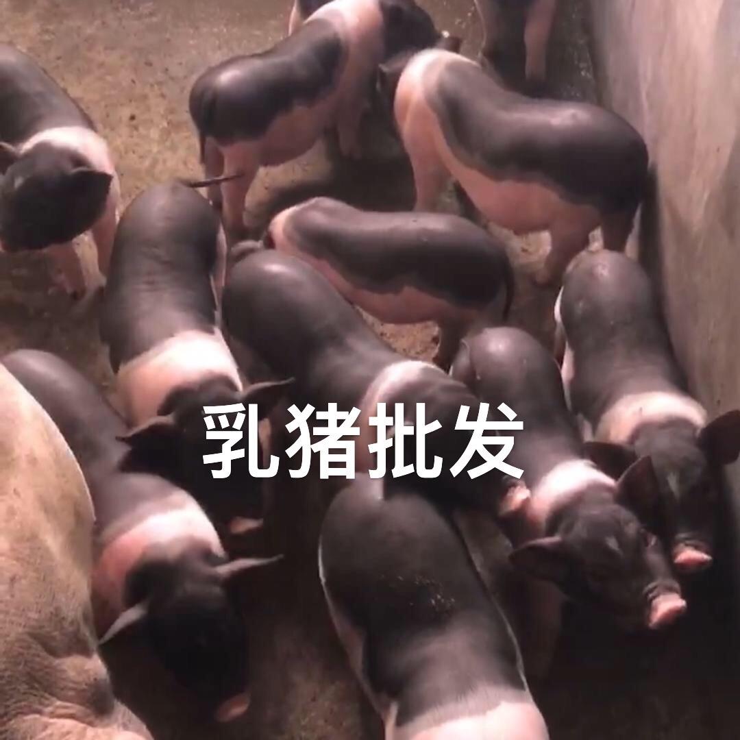 观珠业村花猪收购点