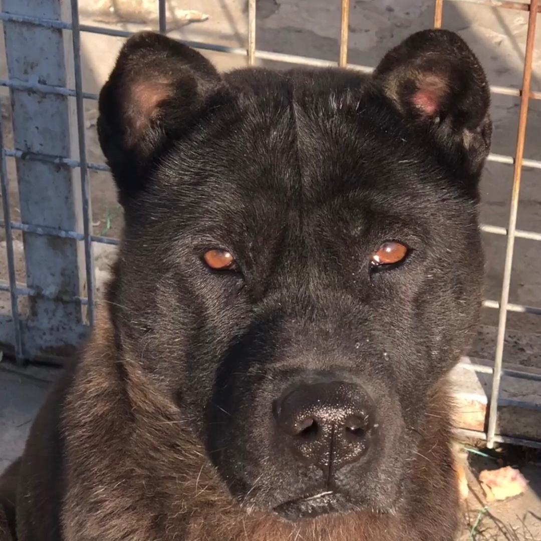 中华田园犬部落