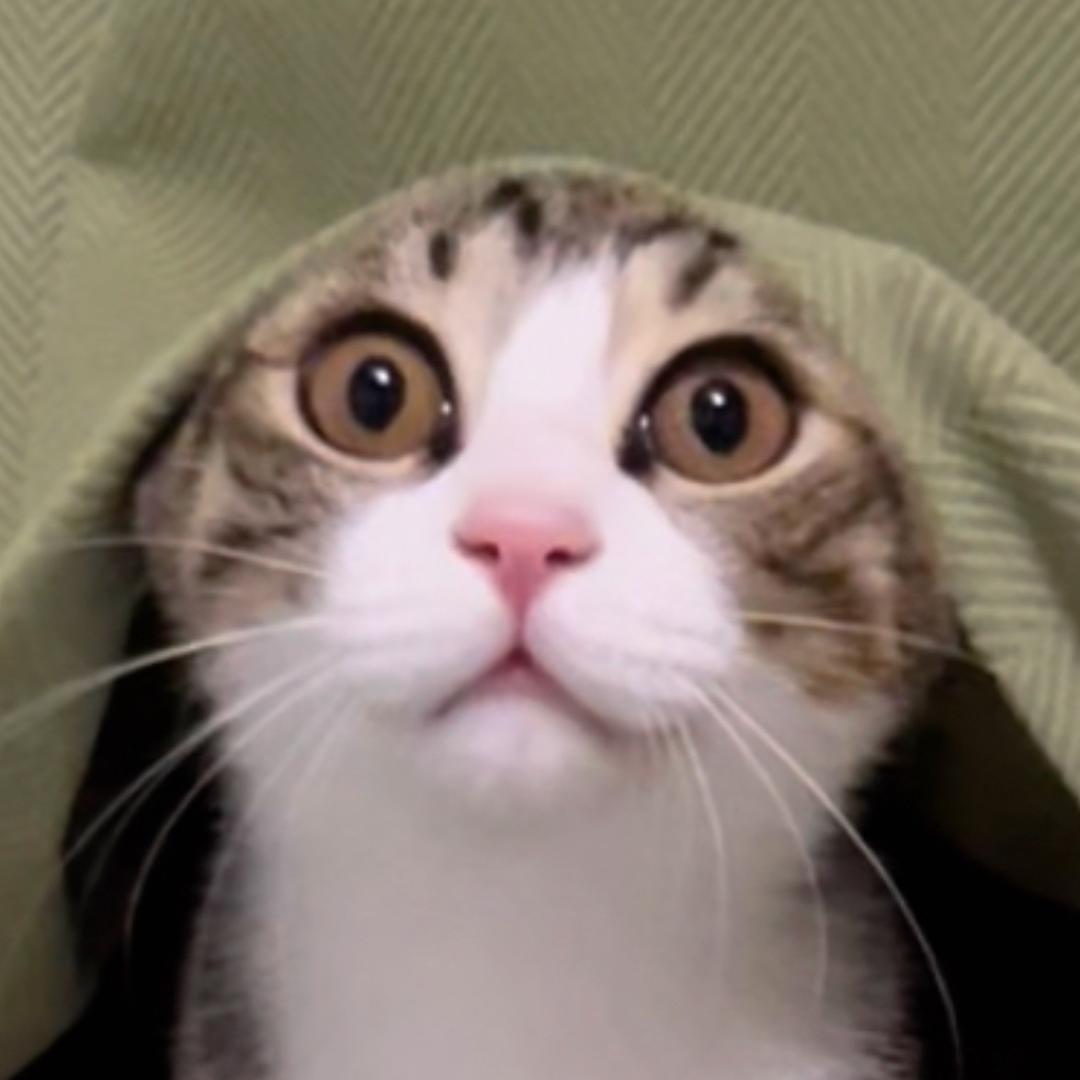 养猫的毛毛虫