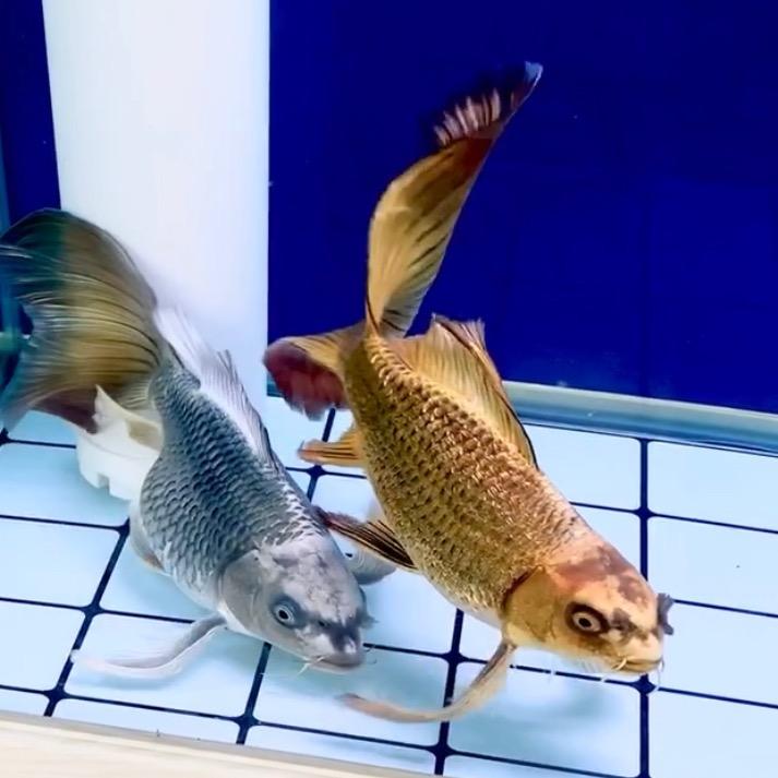 玥橙观赏鱼养殖