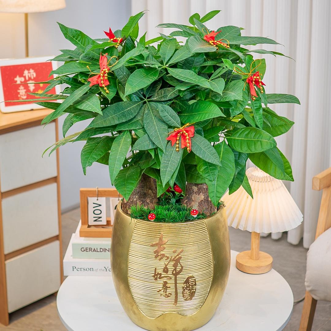 五代果、富贵竹、发财树金钱树源头基地