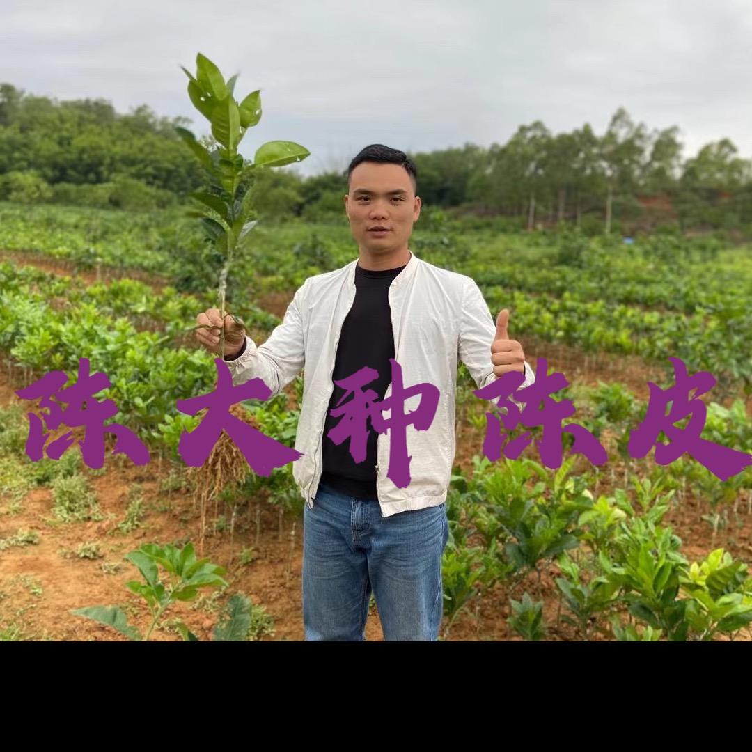 陈大种陈皮