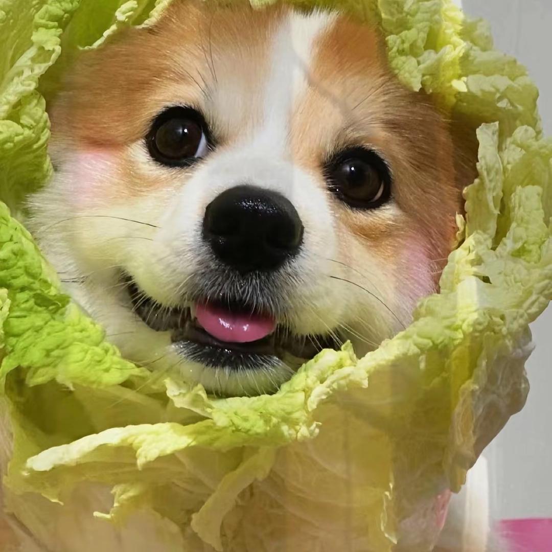 凯凯带你吃喝玩乐