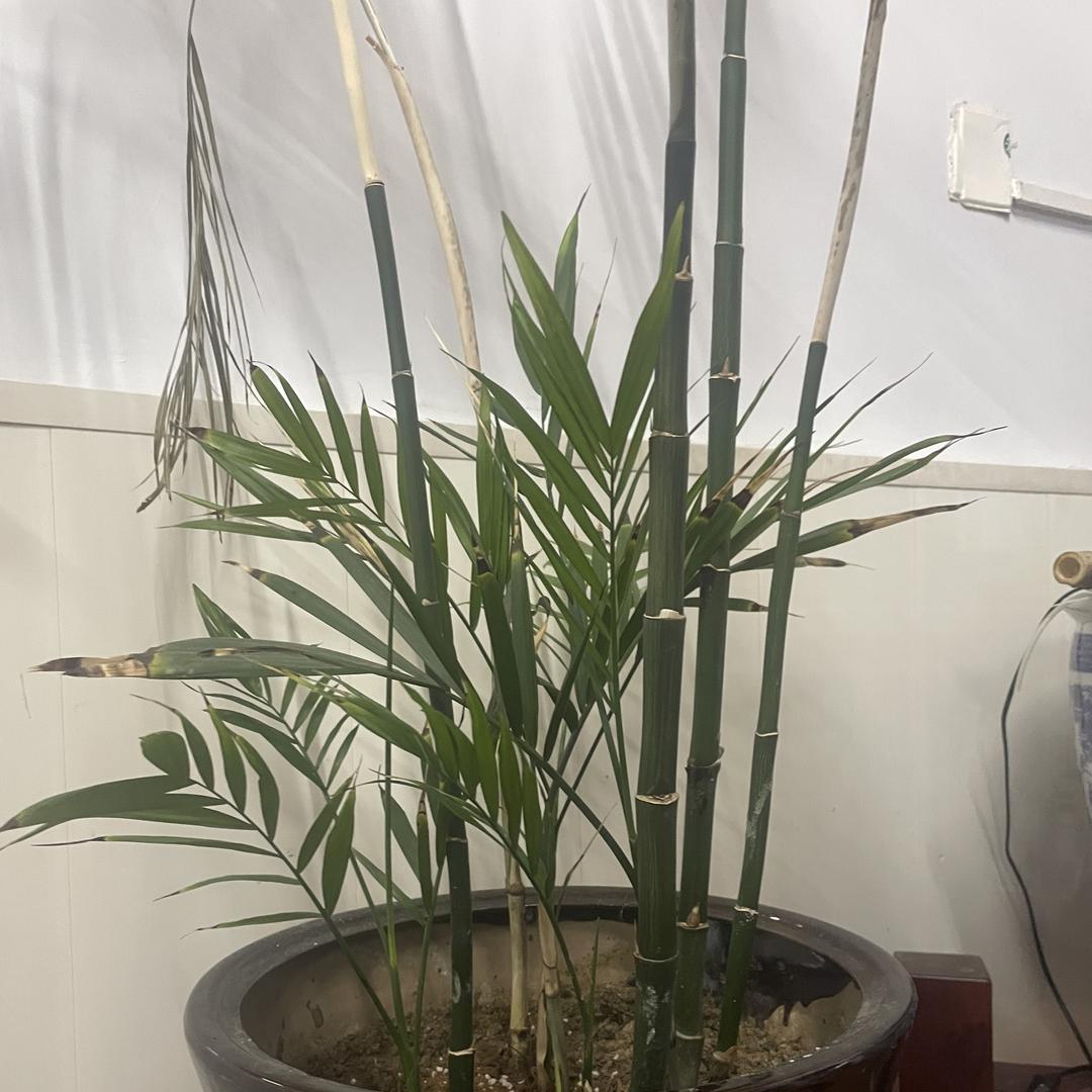 曦林馆藏百艺馆
