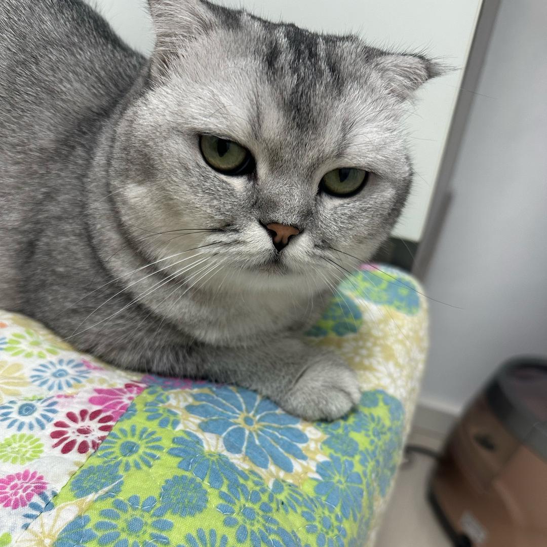 猫带财