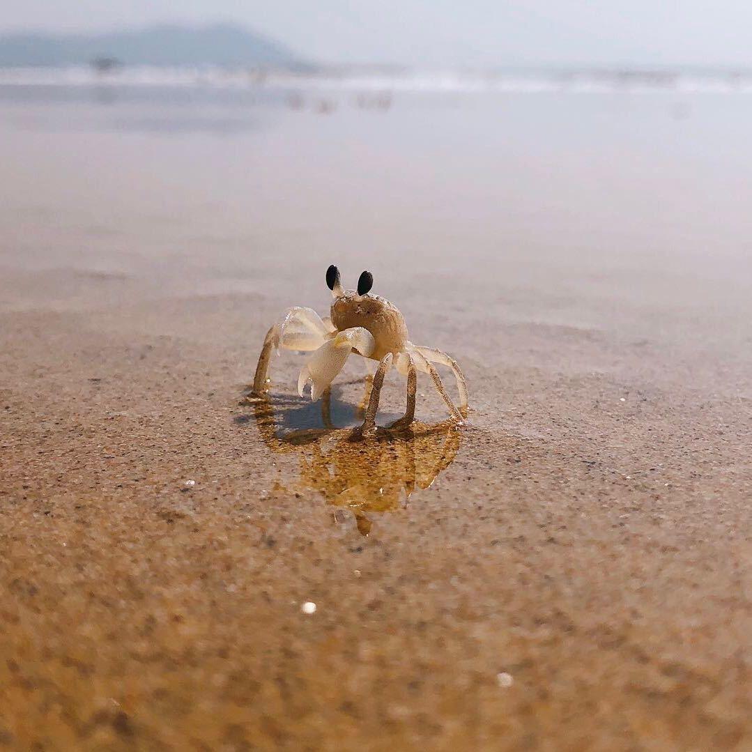 小螃蟹🦀