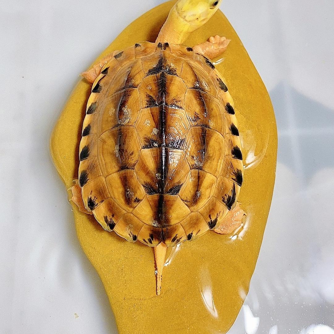 金龟天下