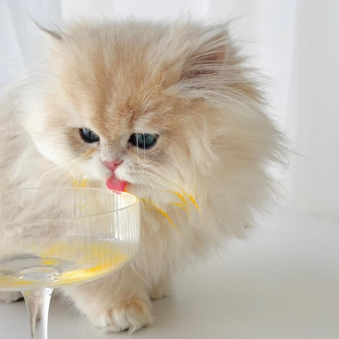 苏雪的猫