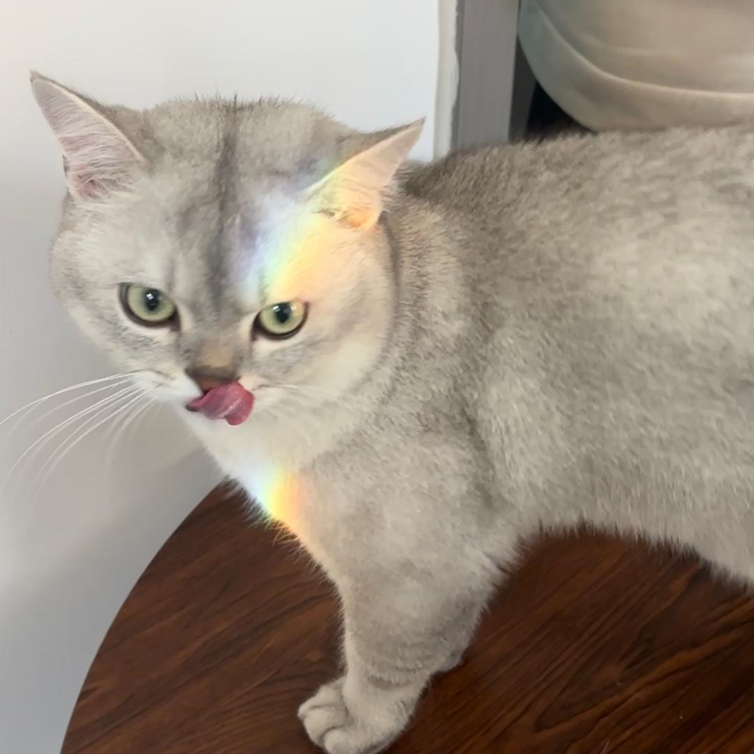 肥仔是只猫