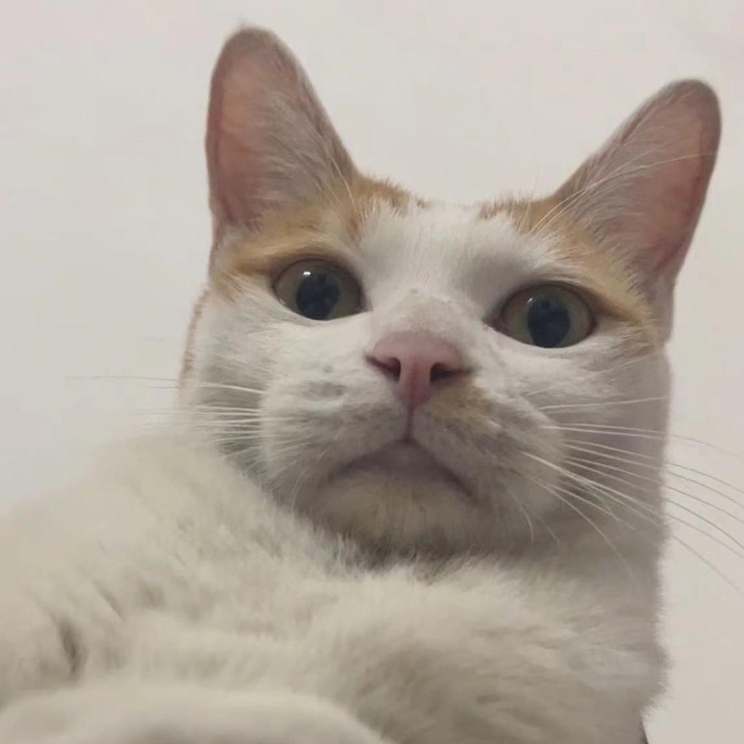 🌈养猫达人