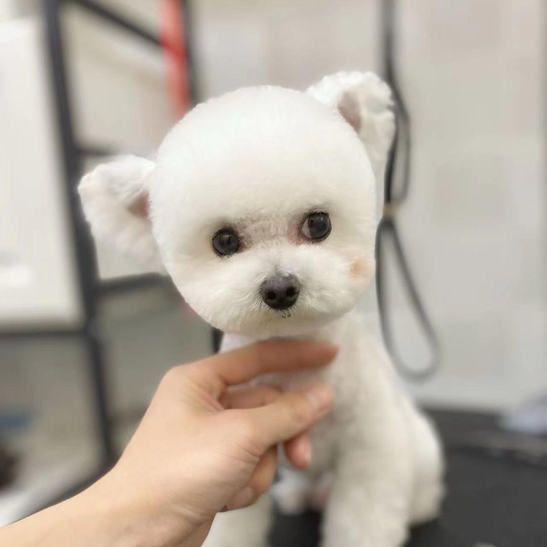 宠物翻新匠（西安）