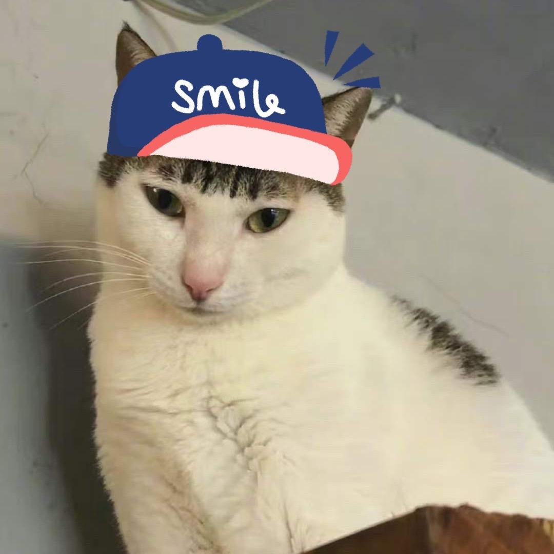 猫南北🐈