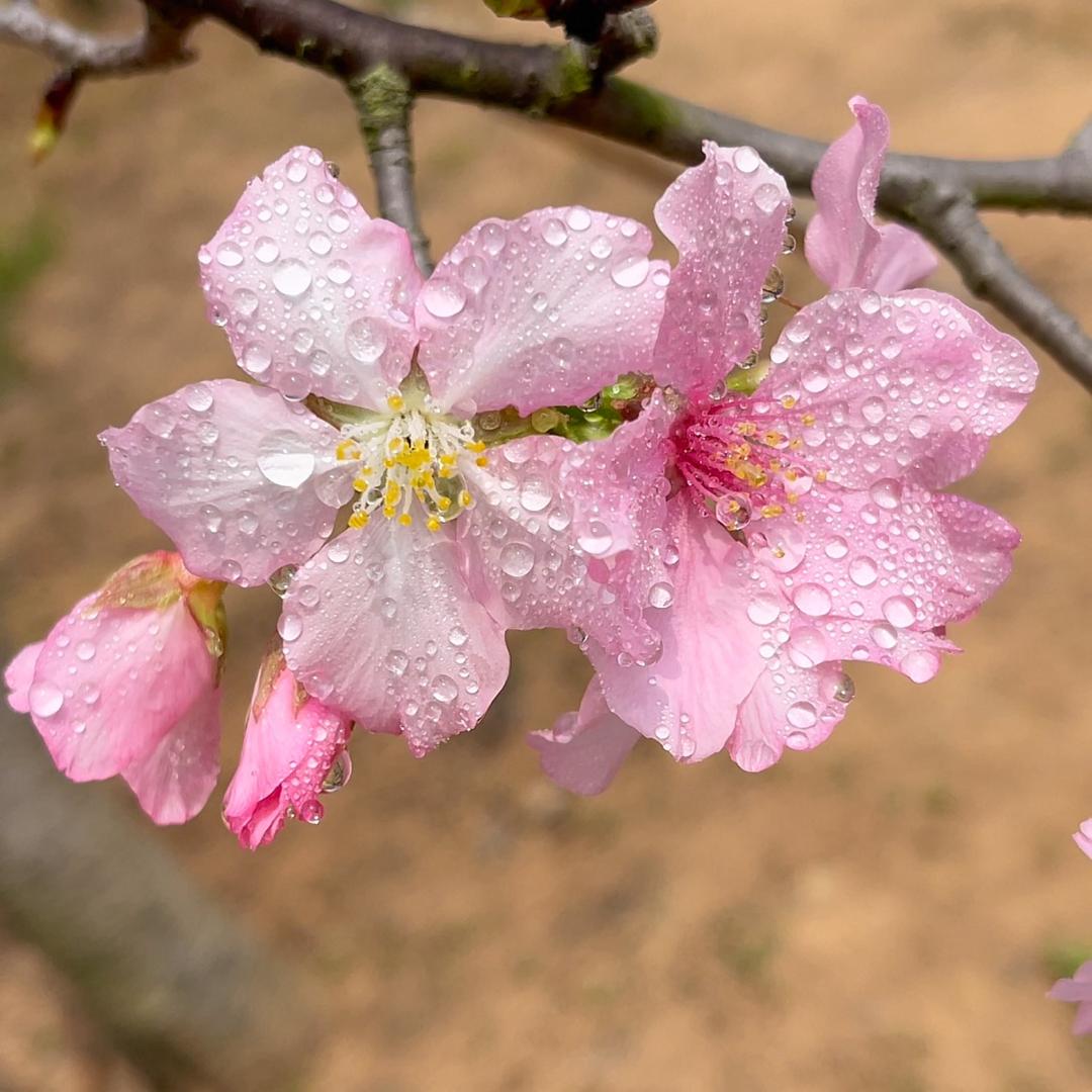樱花🌸