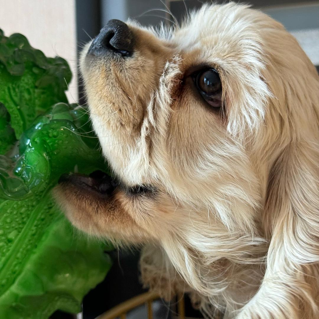 裕亿名宠养殖基地