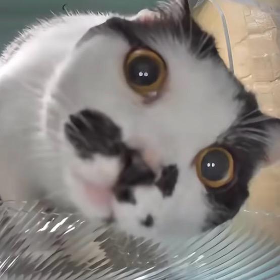 为什么要测800米