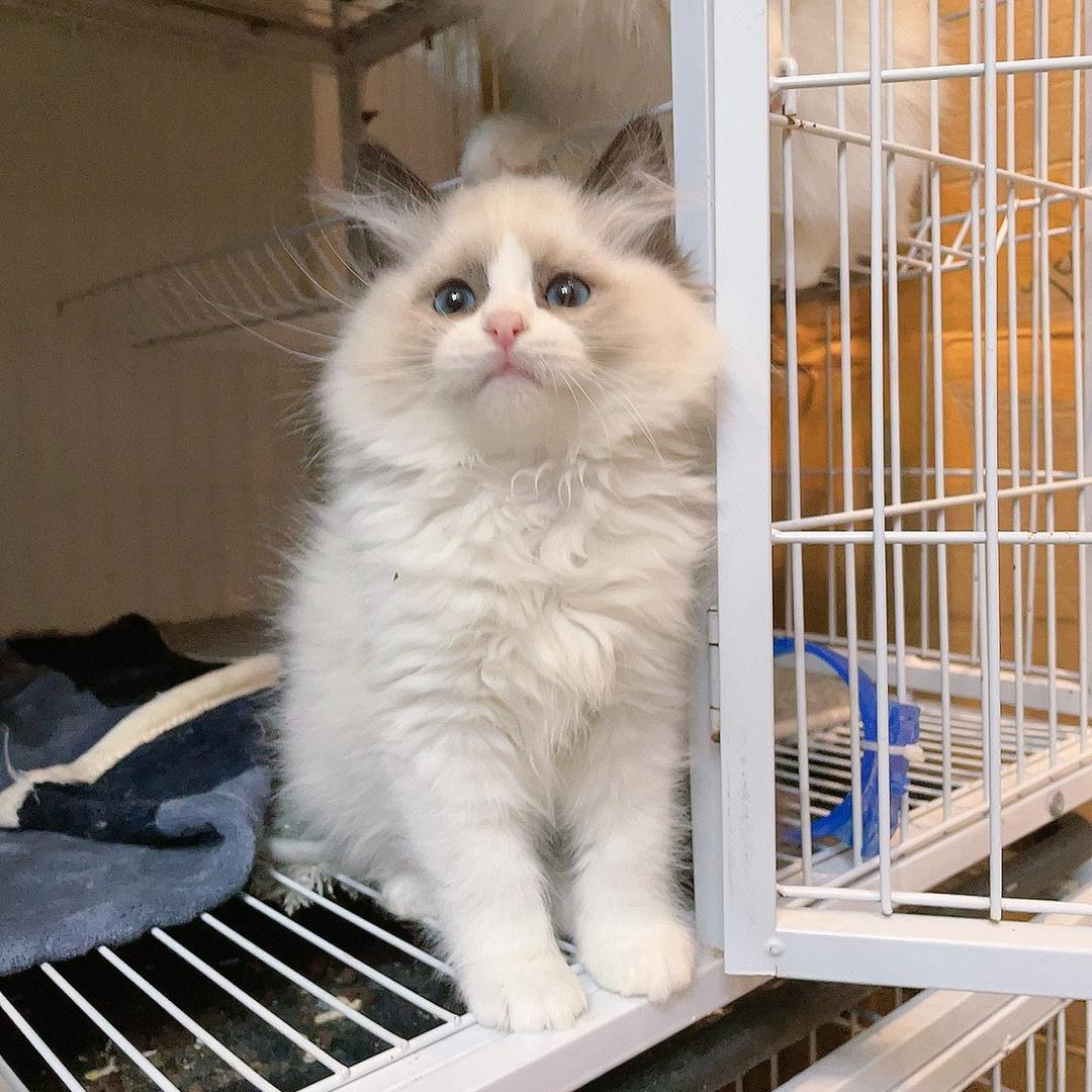 喵可淘宠物猫客服（记得关注）