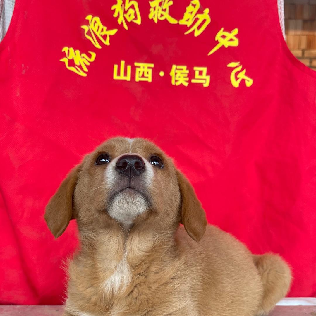 侯马流浪狗救助中心