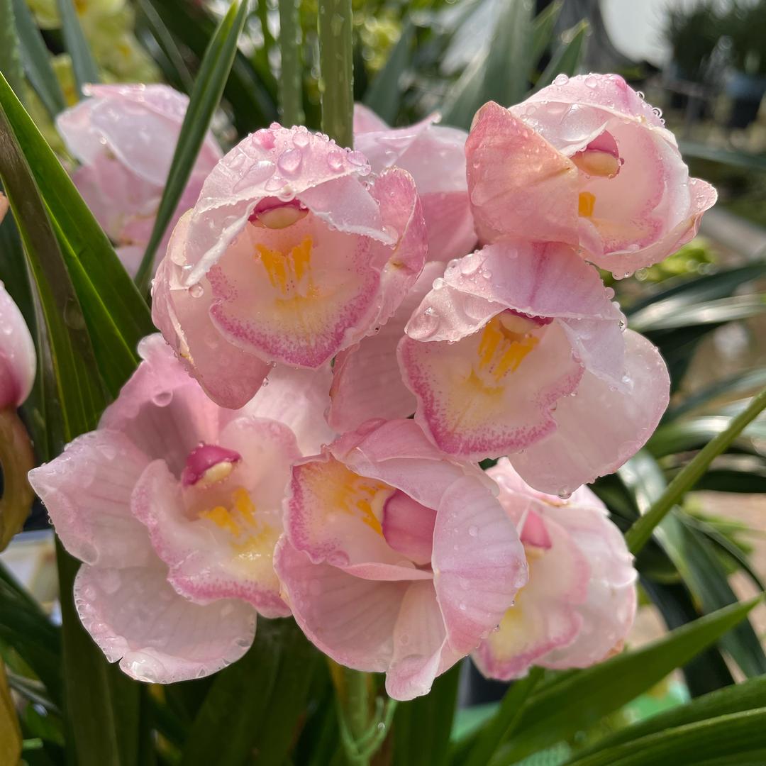 花花世界🌸花卉基地
