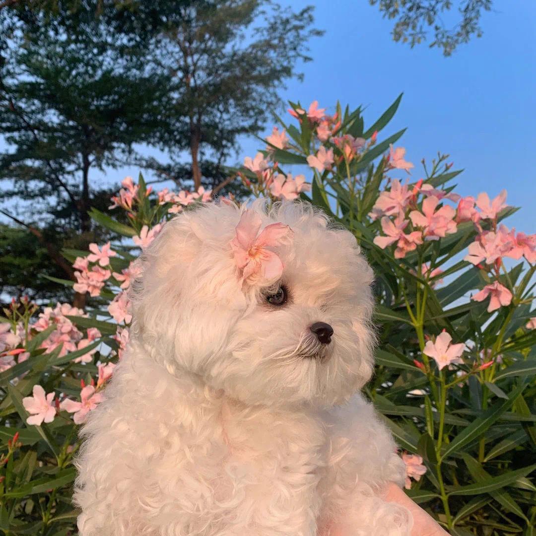 芽白