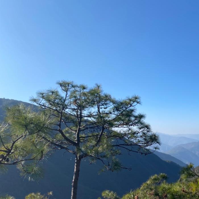 菌里挑一