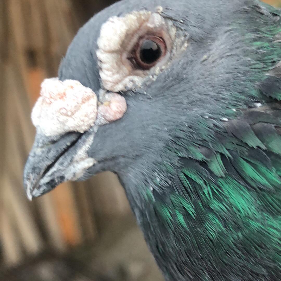 野生放飞饲养乳鸽贺应喜