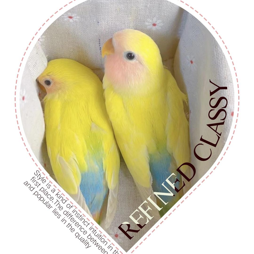 芊寻家萌宠鹦鹉