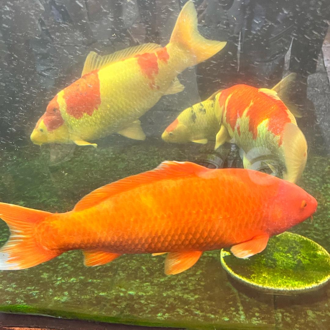 🌈小姐姐