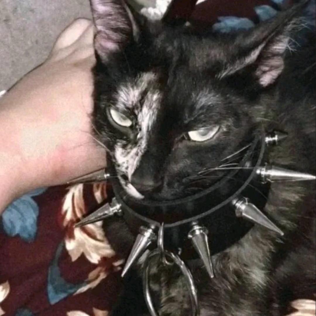 胖猫也是猫头像