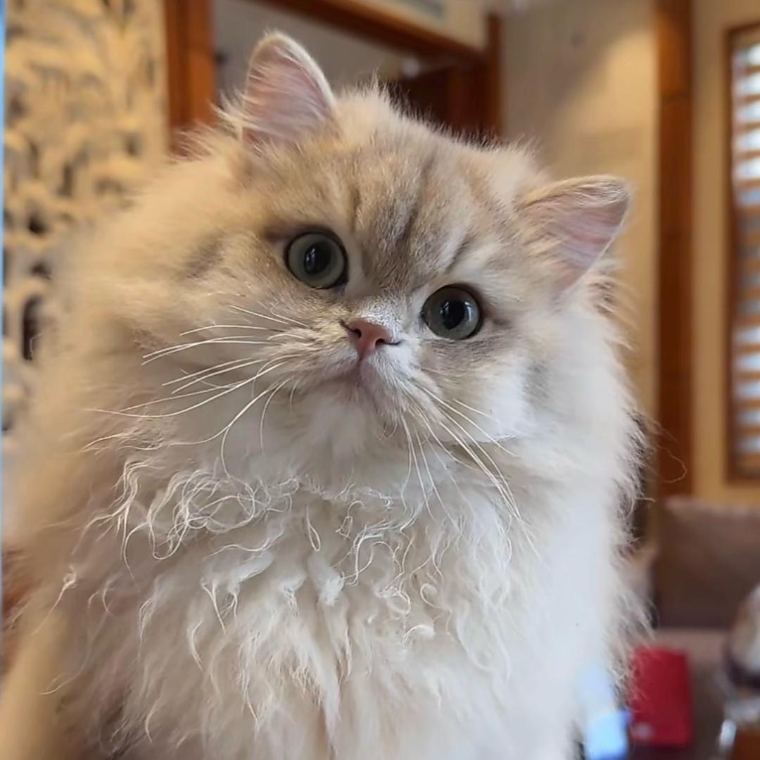 💎·momo