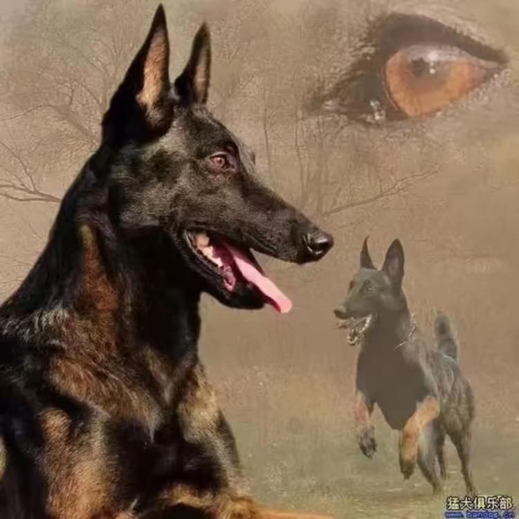 马犬玩家 阿彪