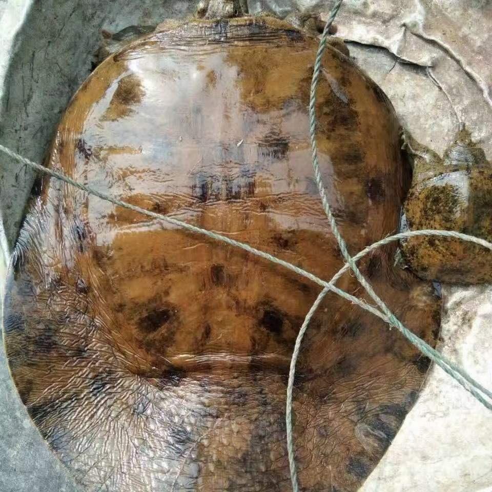 湖南娇哥土甲鱼