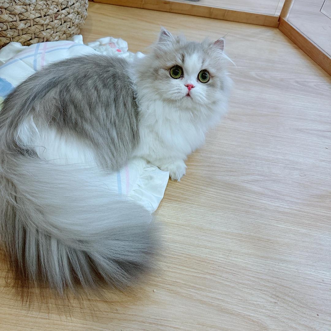JKcat123