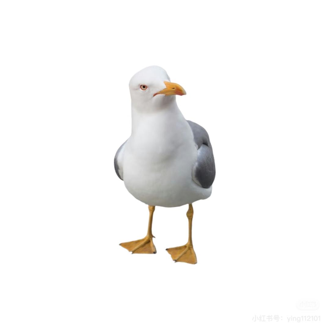 Aaa薯条爱好鸥 （这只羊）