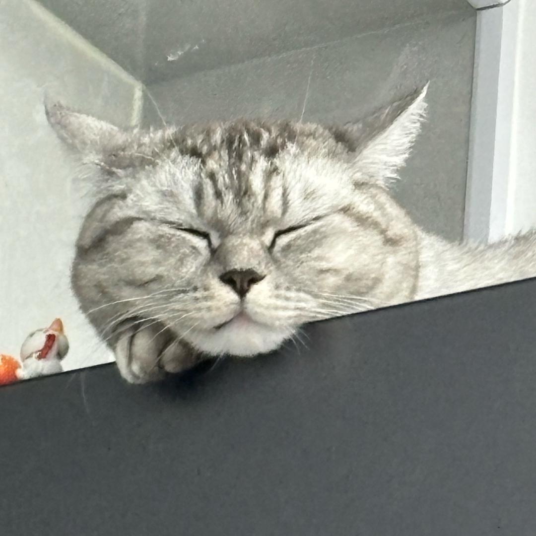 不要好奇我的生活🐈