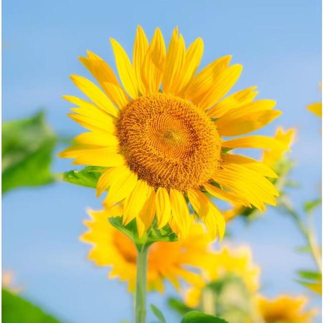 芝晴☀️