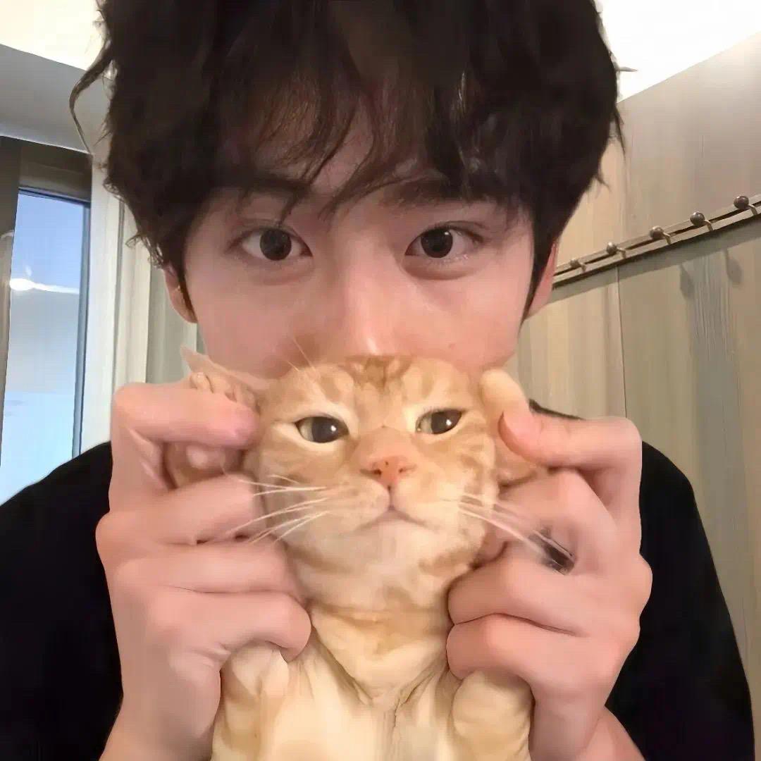 西伯利亚黑色大灰狼吃澳大利亚灰色小乌龟