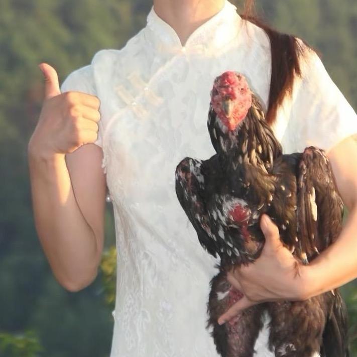 婆罗门鸡大体梵天鸡
