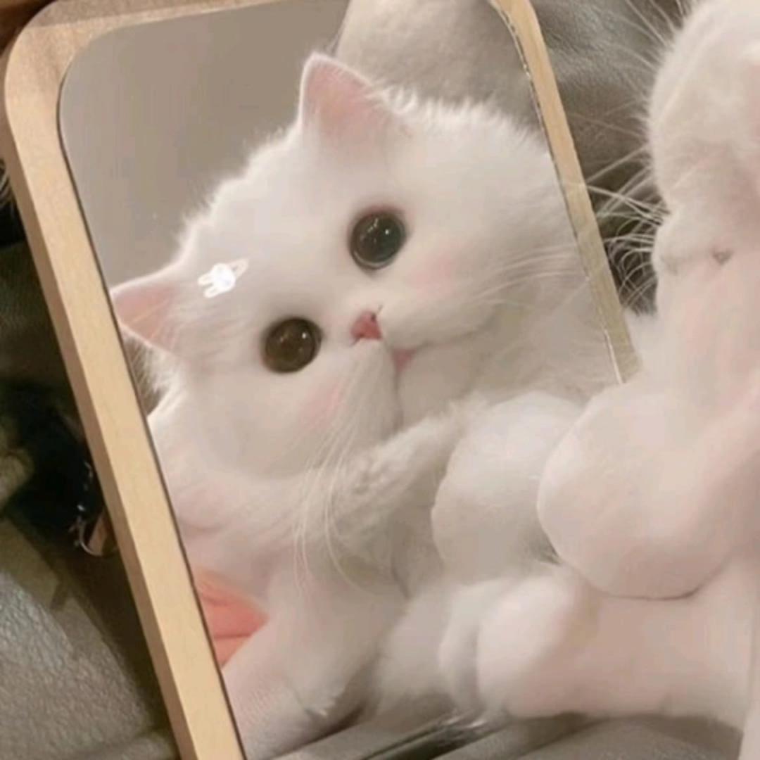 猫崽捏