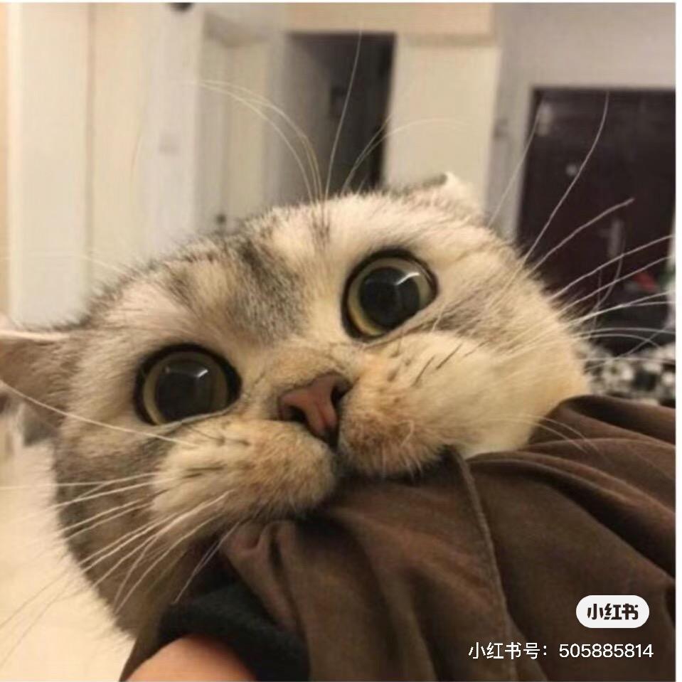 曹老板