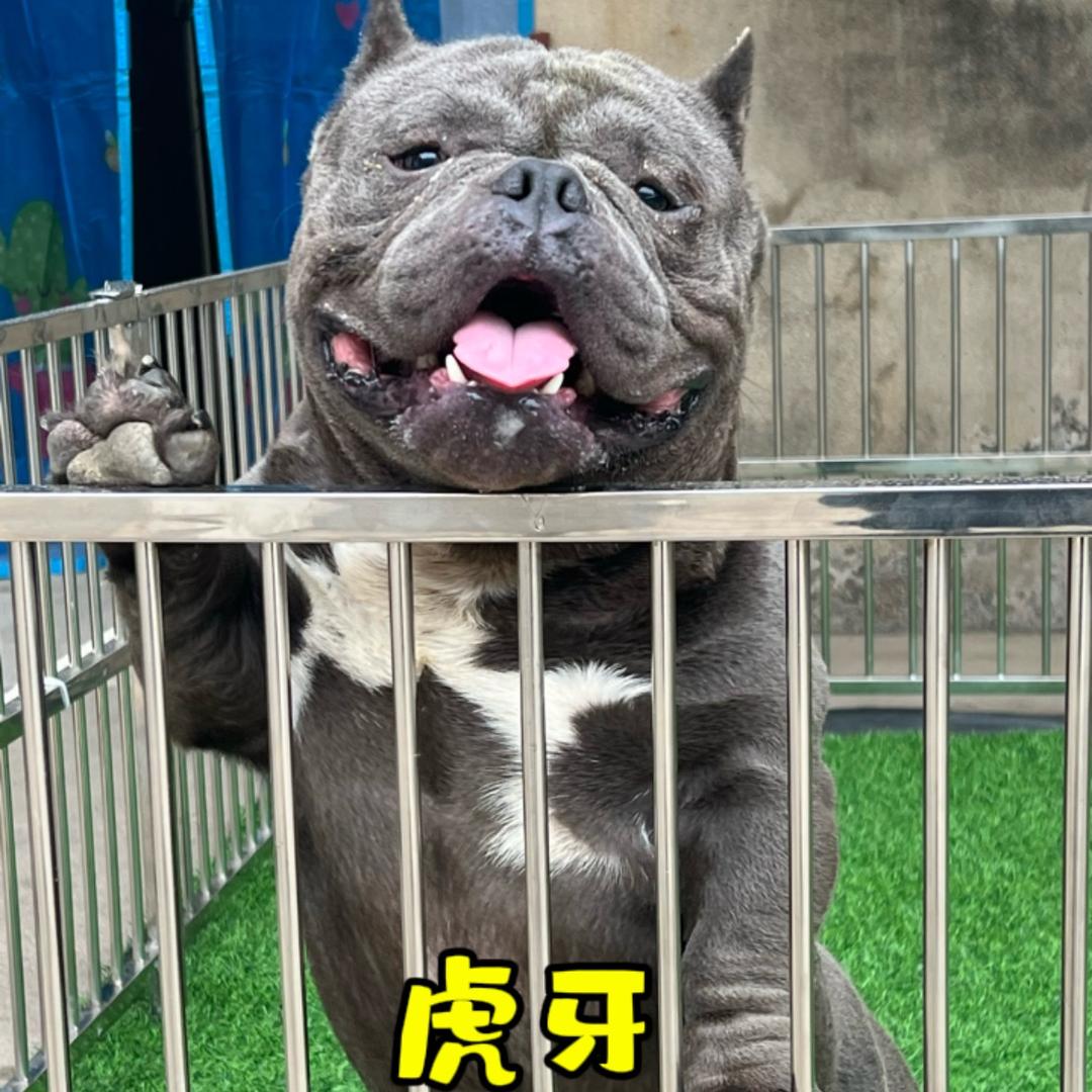 虎牙恶霸犬舍