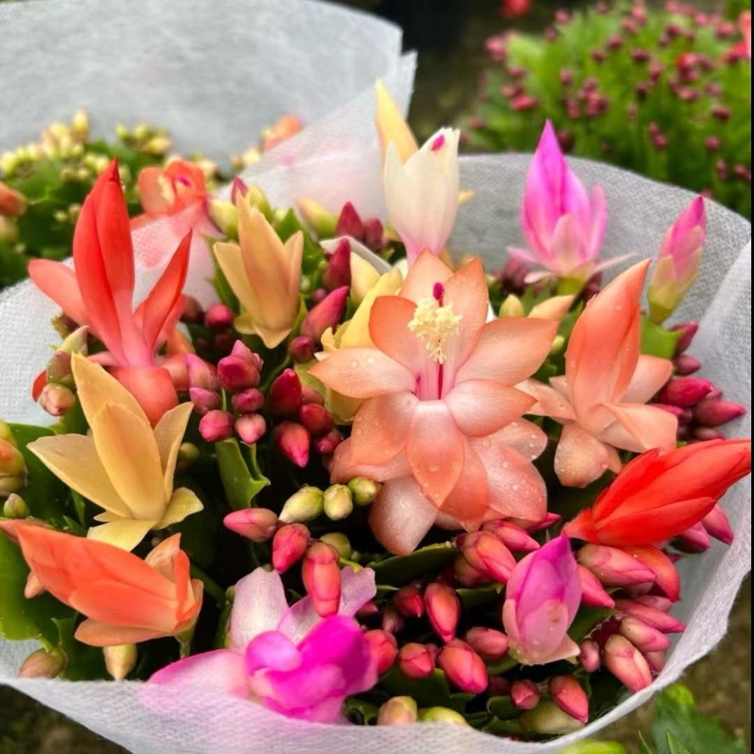 彤鑫花园