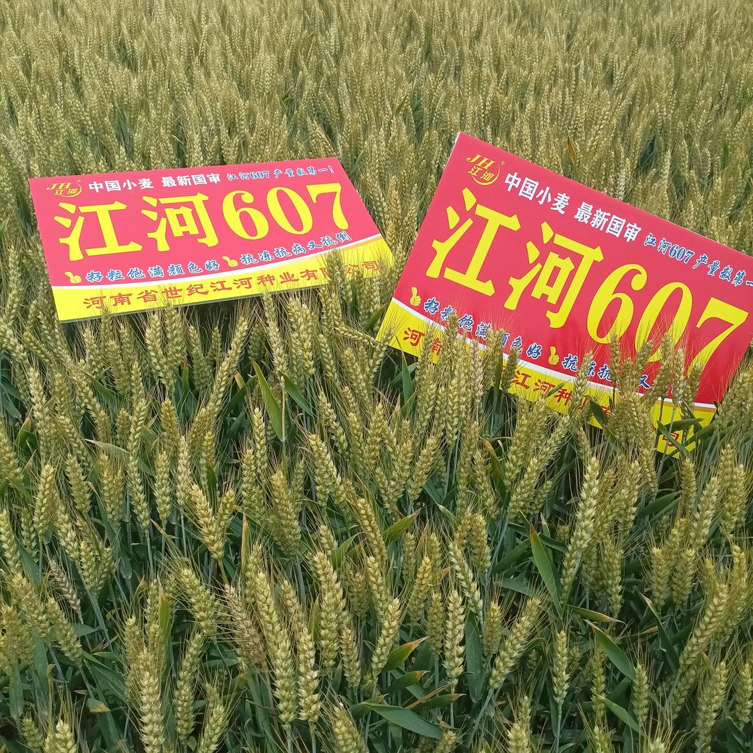 热情沙漠（新麦52/涡麦505