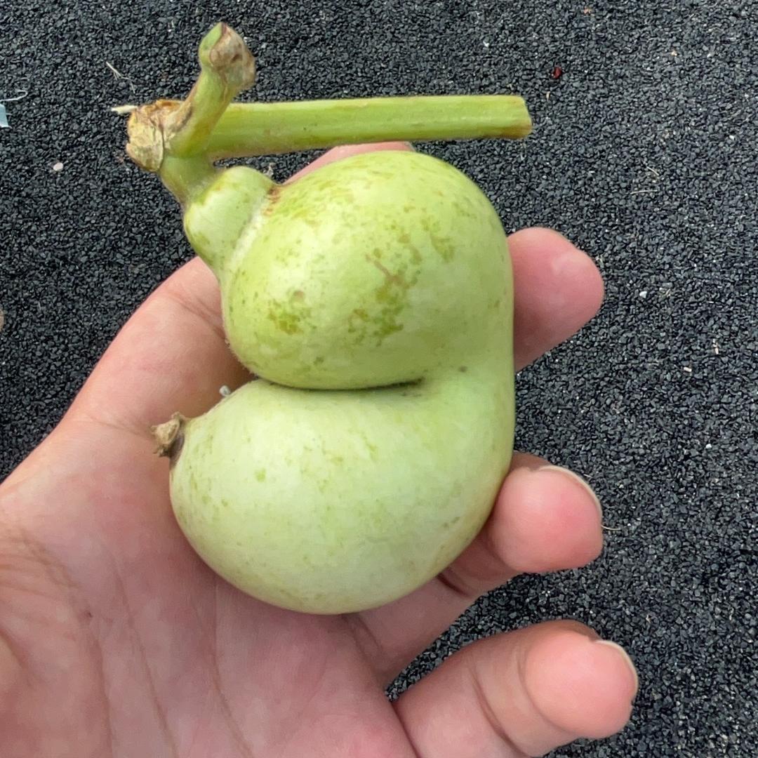 藤熙葫芦