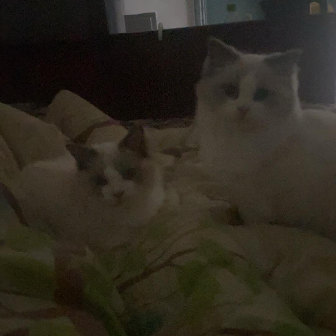 ʕ̯•͡˔•̯᷅ʔ🐾时光倒转不回从前এ