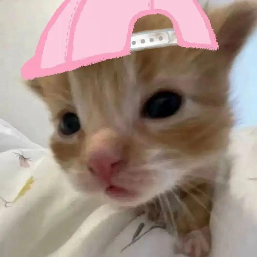 一坨肥肉