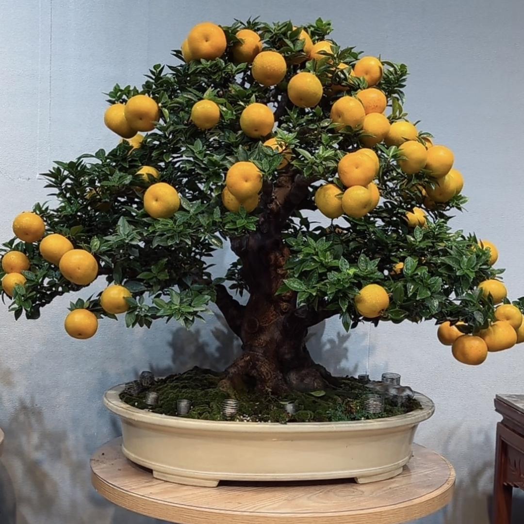 盆中缘