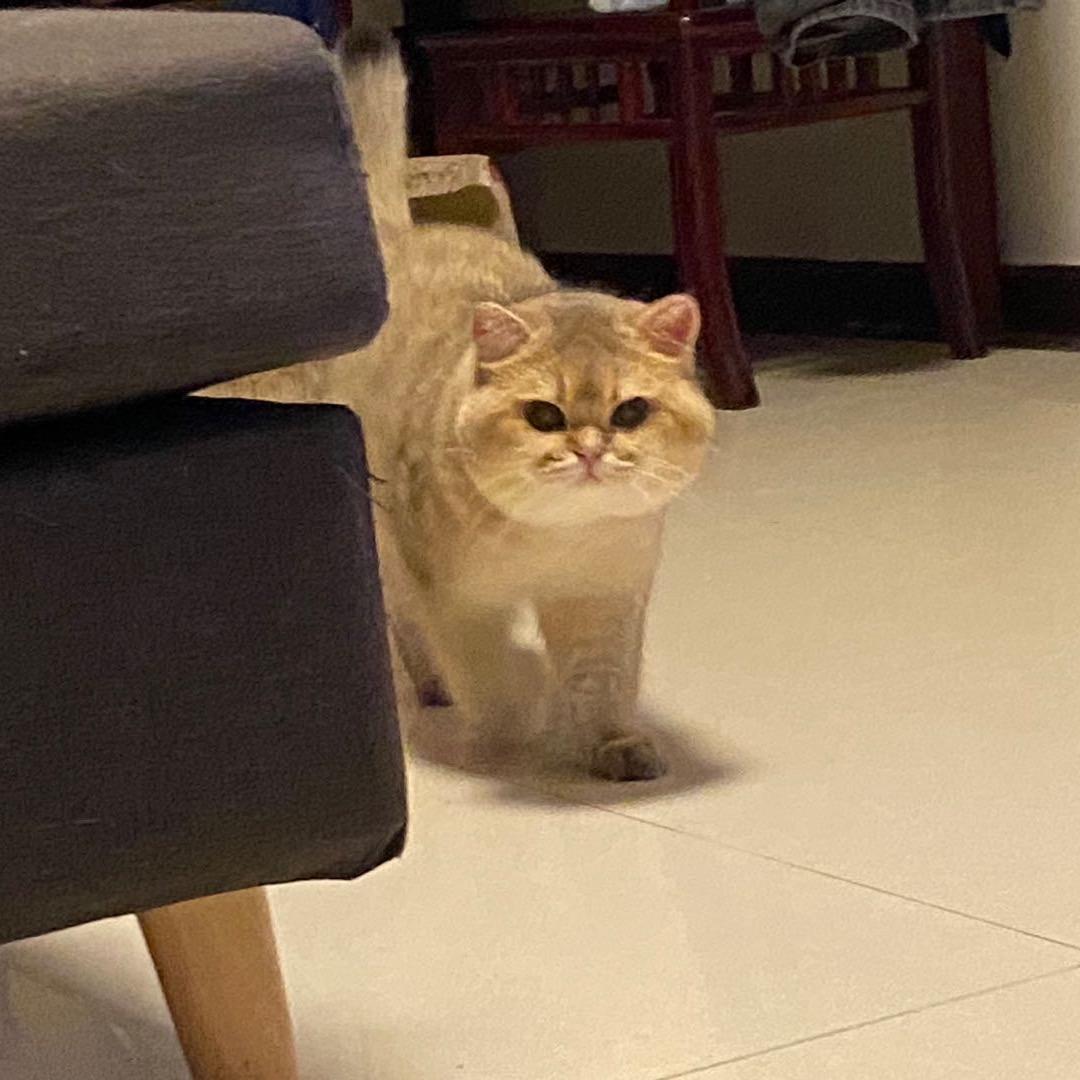 龙洞喵趣撸猫馆😸